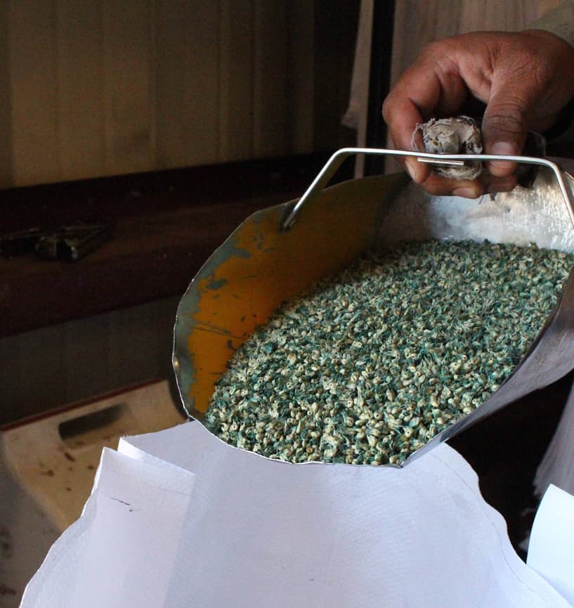 a person holding a scoop of green seed over a bag