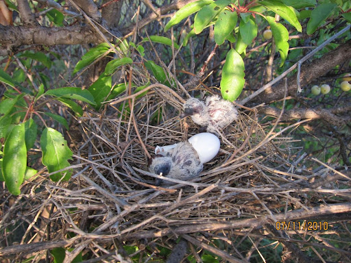 a baby bird in a nest