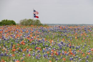 a field of flowers with two flags in the background
