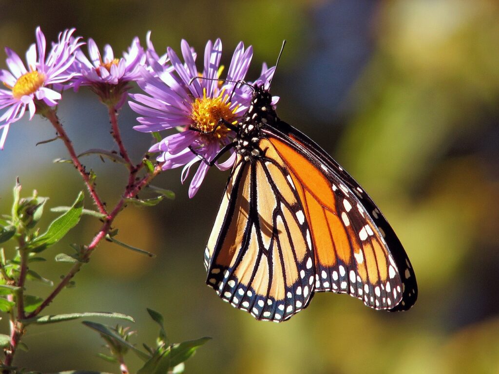 a butterfly on a flower