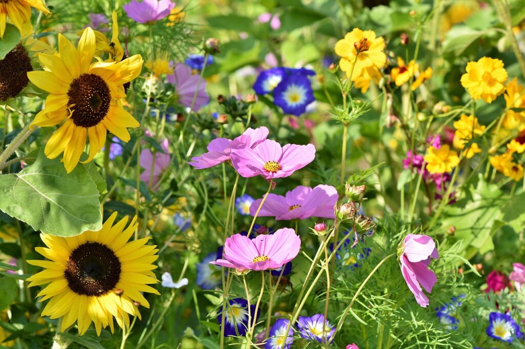 a group of flowers in a field