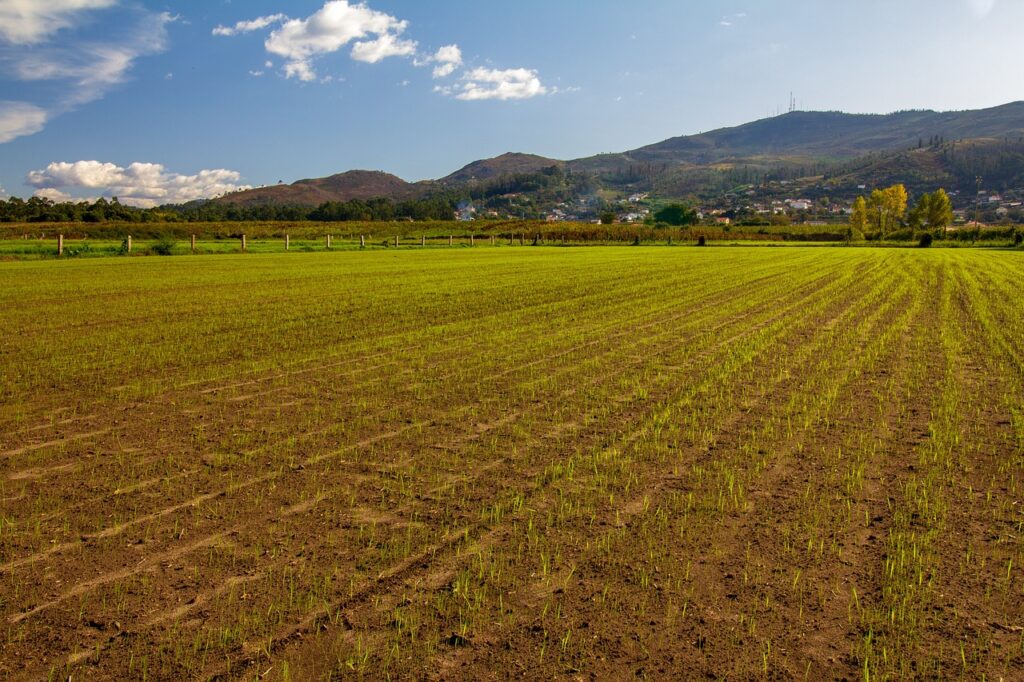 a field of grass with mountains in the background