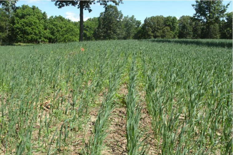 a field of green grass