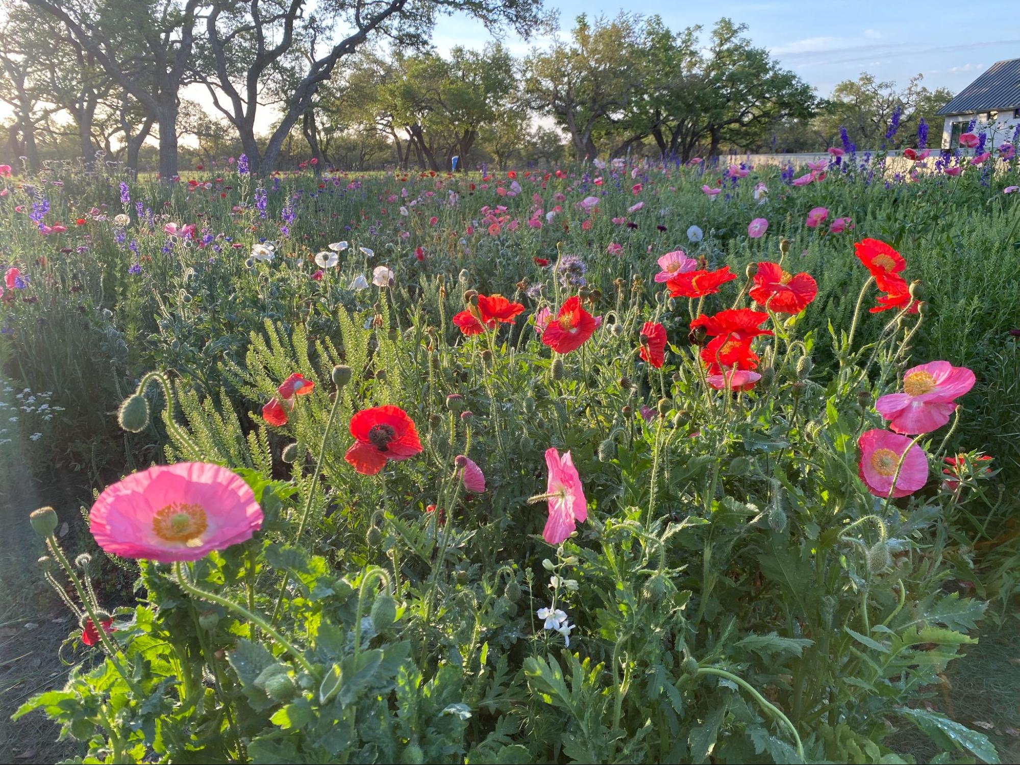 The Best Texas Wildflower Seeds For Pollinator Habitats Bamert Seed